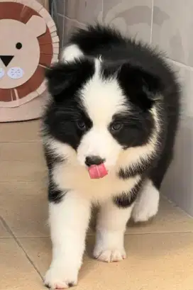 DIJUAL ANAK ANJING BORDER COLLIE