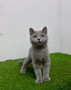 British Shorthair Kitten