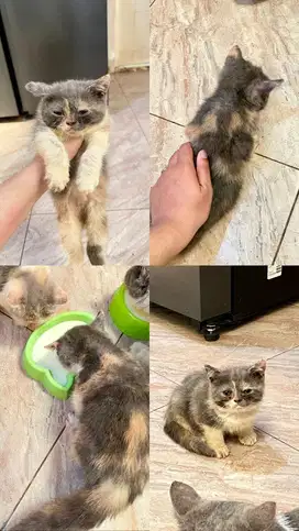 For Adopt : Kucing Persia Exotic Shorthair