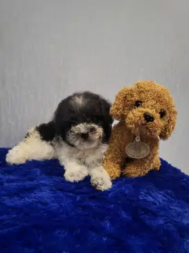 Parti color poodle TOP quality super kribo