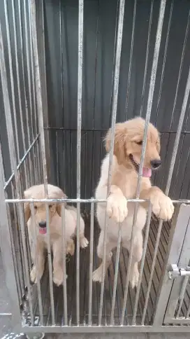 Jual Anak Anjing Golden Retriever