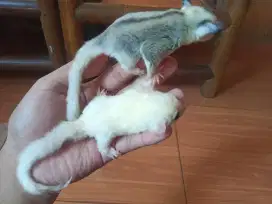 Sugar Glider Sepasang