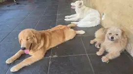 Golden retriever betina 6 bulan