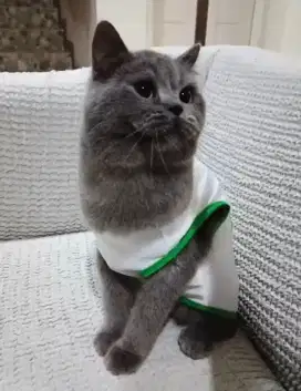 Lepas Adopt Kucing BSH (jantan)