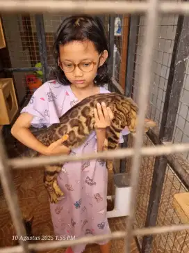 Dijual KUCING BENGAL JINAK