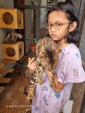Dijual KUCING BENGAL JINAK