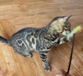 Dijual KUCING BENGAL JINAK