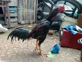 Ayam Bangkok jalu