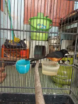 Burung murai fighter masih muda