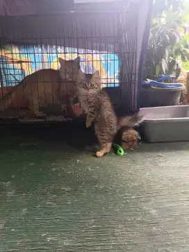 Kucing Persia 2bulan betina