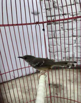 Burung prenjak ciblek cisem