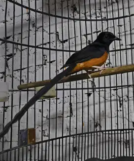 Burung murai minus ngelowo