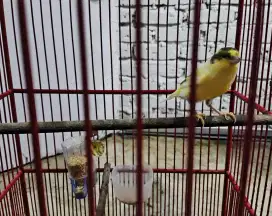 Burung masteran kenari