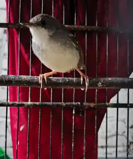 Burung cikris ciblek prenjak