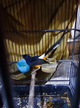 Burung murai masih muda