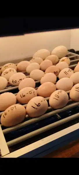 JASA TETAS TELUR