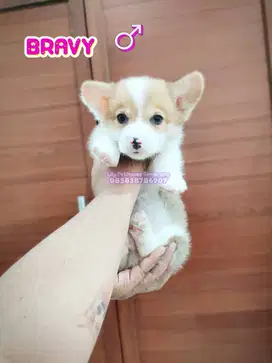 Corgi Jantan Good Quality Cakep puoll