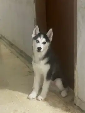 Siberian Husky Puppy