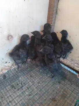Ayam cemani lidah hitam anakan mantap