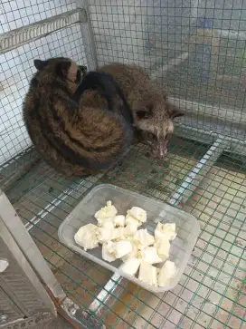 Musang Pandan 2 Ekor
