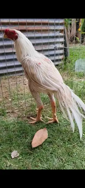 Ayam Aseel parrot ory