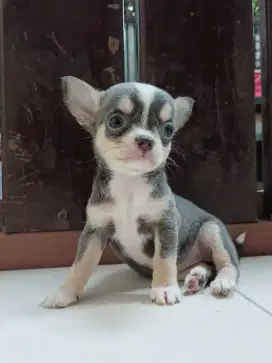 Jual Chihuahua Betina Blue white