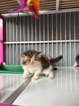 KUCING PERSIAN PEAKNOSE