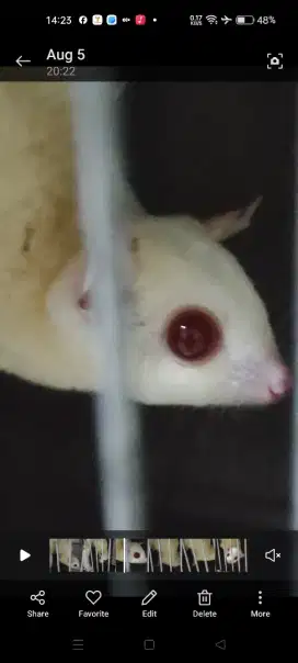 Sugar glider albino umur 1,5 thn,betina