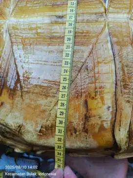 Dijual sulcata kura kura darat