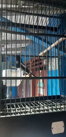Kacer dadaputih