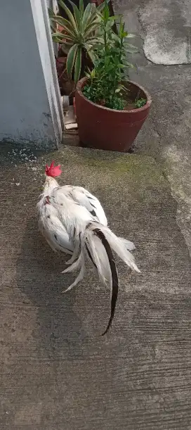 Ayam jago sehat gemuk rakus tapi jinak buat di opor mantaff
