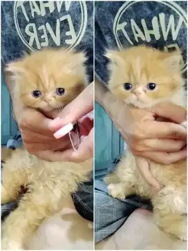 Kucing persia betina