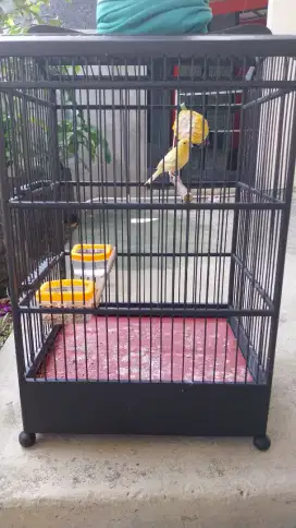 Burung Kenari Loper