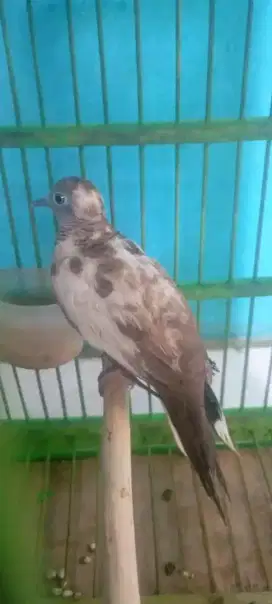 Perkutut Blorok