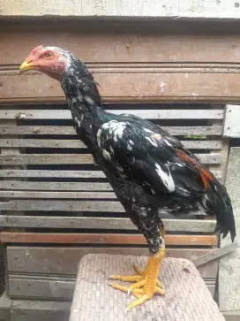 Anak ayam Pakoy