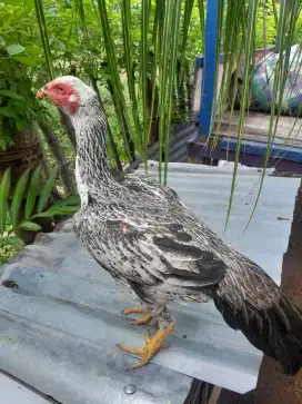 Induk bagus koytrad