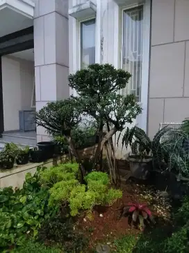 BONSAI BERINGIN (BACA DESK)