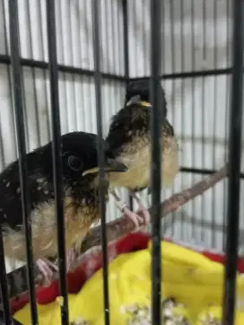 Anakan Burung murai 2 ekor jantan smua