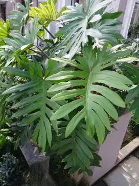 PHILODENDRON XANADU (BACA DESK)