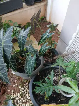 GREEN VELVET ACLOASIA (BACA DESK)
