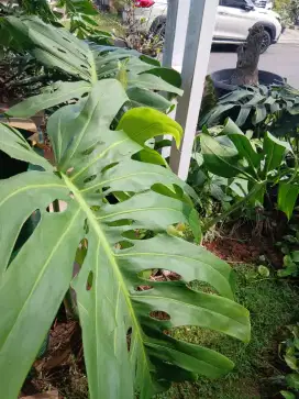MONSTERA DECLIOSA (BACA DESK)