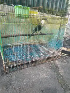 Burung bilbong pendeta gacor brisik jantan mulus ekor panjang 35cm