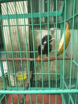 Raja perling jantan mulus Pur total