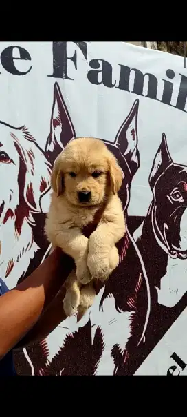 Golden Retriever Stb + Vaksin