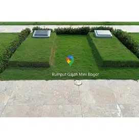 Rumput jepang untuk makam