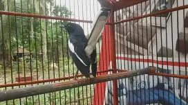 Kacer ex lapangan