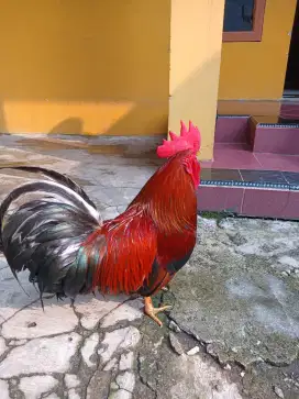 Ayam kate jantan