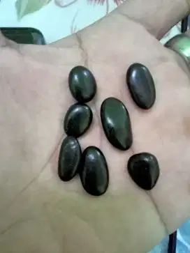 Batu mus_tika gagak Rimang 7 buah asli dari gagak cakar ruh putih