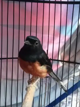 Burung murai medan