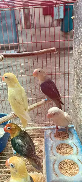 Ready aneka jenis Lovebird